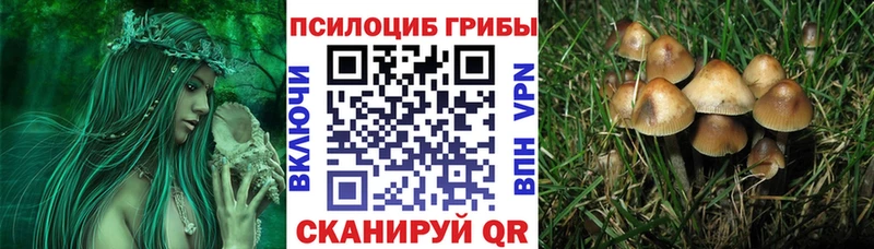 Галлюциногенные грибы мицелий  Зуевка 